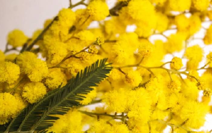 Perchè si festeggia l'8 Marzo e perchè la mimosa